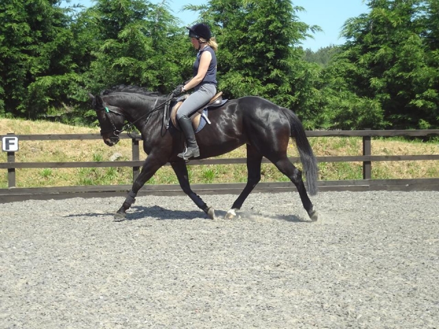  Chrissy, um dos nossos cavalos 